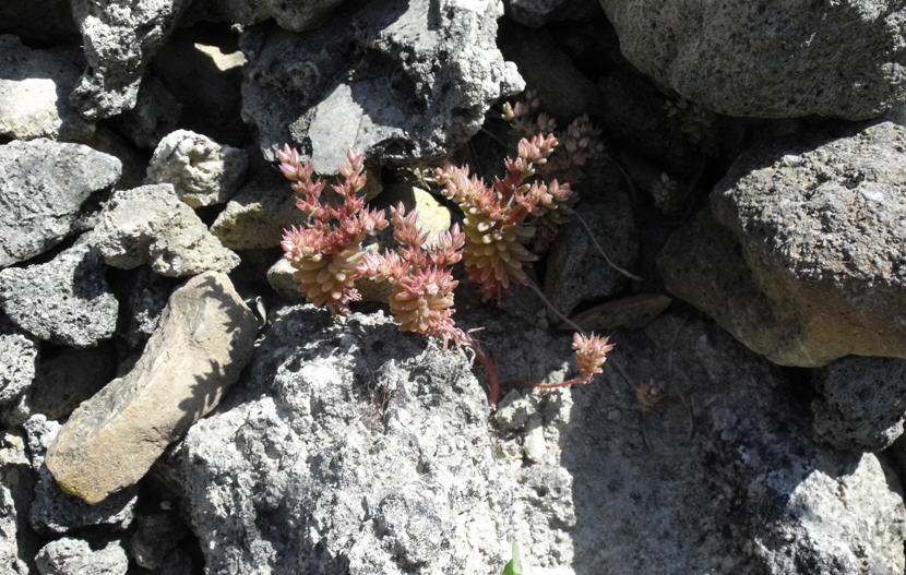 Sedum rubens